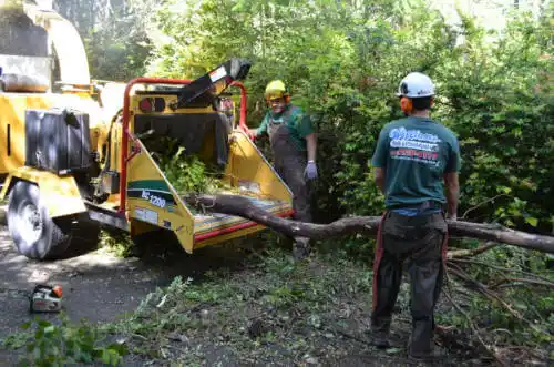 tree services Severance